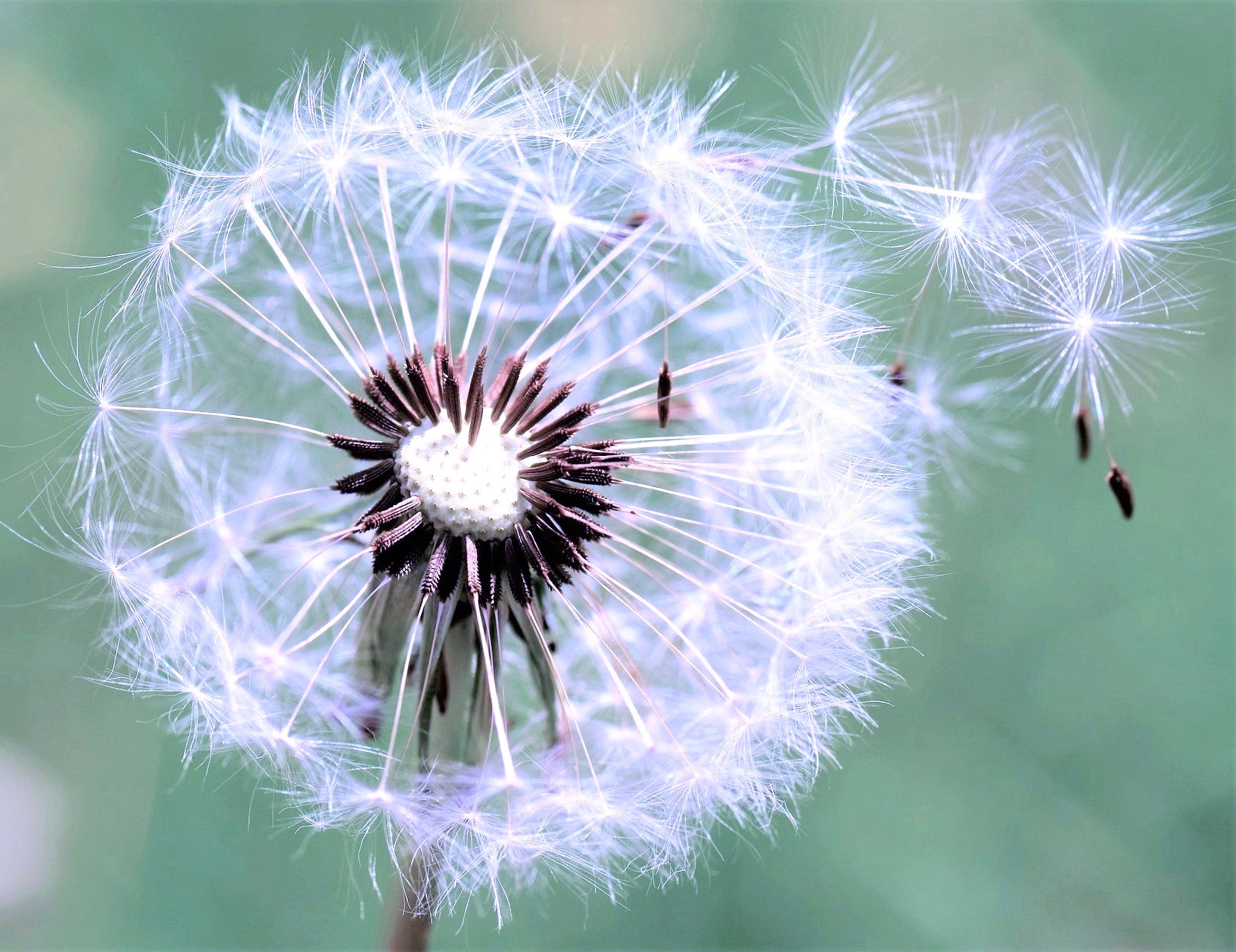 pflanze-same-dandelion-2296851_1920-jaaaa-Kopie - Therapie - Seelsorge Same, säen
